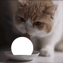 猫舔